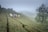 Workers wearing conical hats are harvesting tea leaves on a vast, green plantation, set on gently rolling hills. A misty atmosphere envelops the background, suggesting an early morning or late afternoon setting. A single tree stands prominent to the right, its foliage contrasting against the meticulously maintained rows of tea plants.