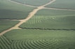 An aerial view of a vast, well-maintained tea plantation with rows of lush green plants forming intricate patterns. The fields are intersected by dirt paths creating a grid-like structure. A person wearing red is seen walking among the rows of plants, adding a sense of scale to the expansive landscape.
