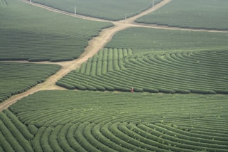 An aerial view of a vast, well-maintained tea plantation with rows of lush green plants forming intricate patterns. The fields are intersected by dirt paths creating a grid-like structure. A person wearing red is seen walking among the rows of plants, adding a sense of scale to the expansive landscape.