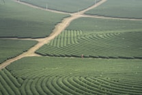 An aerial view of a vast, well-maintained tea plantation with rows of lush green plants forming intricate patterns. The fields are intersected by dirt paths creating a grid-like structure. A person wearing red is seen walking among the rows of plants, adding a sense of scale to the expansive landscape.