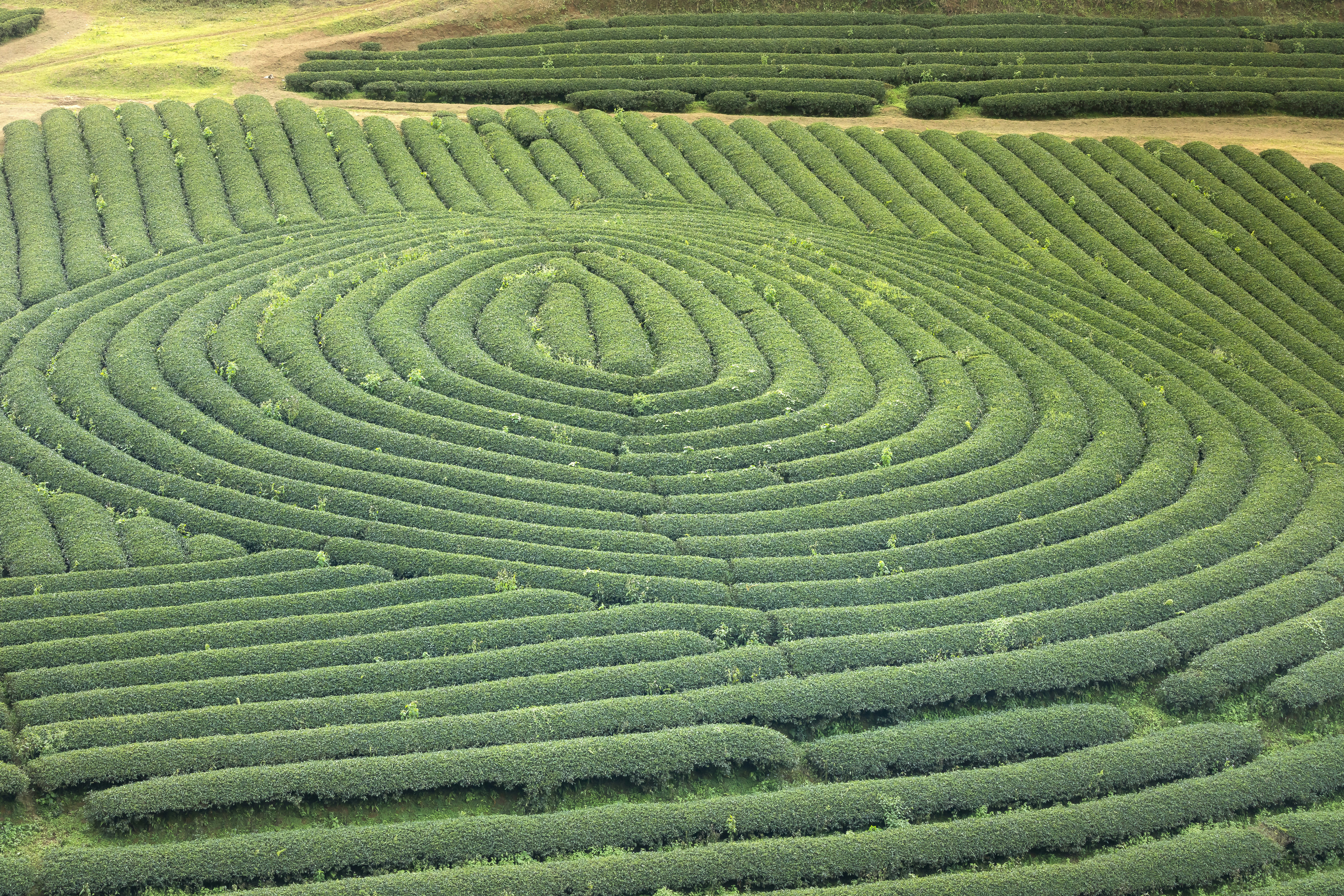 More Than Just Crop Circles