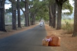 A long, tree-lined road stretches into the distance with a suitcase and a basket of flowers placed on the asphalt. The trees create a scenic canopy, and two motorcyclists can be seen further down the road. The scene feels peaceful and isolated, suggesting a rustic or countryside setting.