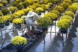 A person wearing a wide-brimmed hat and casual clothing is tending to vibrant yellow flowers arranged in pots atop raised platforms over a body of water. The person is standing in a small boat, navigating between the rows of flowers. The scene suggests a floating garden or flower nursery.