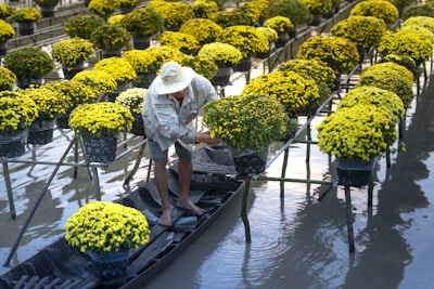A person wearing a wide-brimmed hat and casual clothing is tending to vibrant yellow flowers arranged in pots atop raised platforms over a body of water. The person is standing in a small boat, navigating between the rows of flowers. The scene suggests a floating garden or flower nursery.