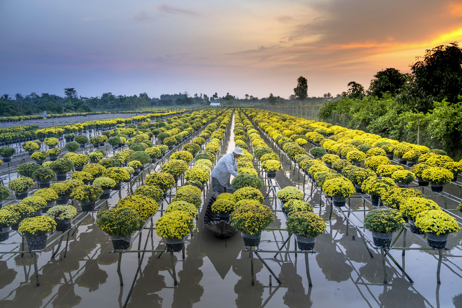 a large number of potted plants in a field