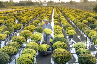 A man in a hat tends to rows of potted yellow flowers suspended above a reflective body of water. The lush plants are arranged in orderly, parallel lines extending into the distance, surrounded by an expansive rural landscape under a clear sky.