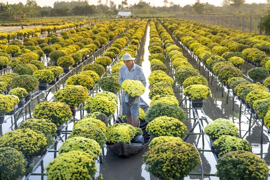 A man in a hat tends to rows of potted yellow flowers suspended above a reflective body of water. The lush plants are arranged in orderly, parallel lines extending into the distance, surrounded by an expansive rural landscape under a clear sky.