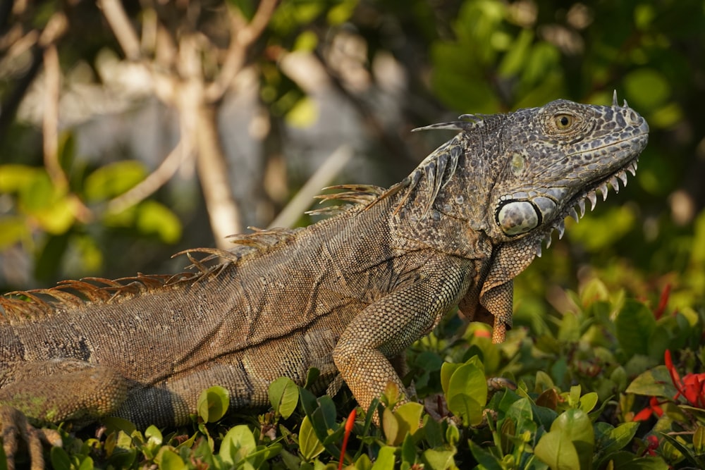 a close up of a lizard in the grass