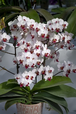 A potted orchid plant featuring numerous white blossoms with pink and red centers is prominently displayed. The plant has broad green leaves and is placed in a decorative pot with a simple design. The background includes subtle greenery, adding to the natural setting.