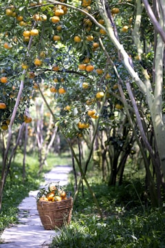 Fresh fruits and natural ingredients being harvested in a sunny orchard.