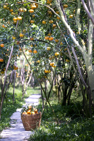 A sunlit Kenyan orchard bursting with ripe mangoes and oranges ready for harvest.