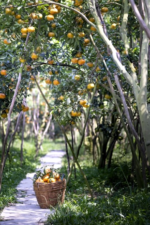 A sunlit Spanish orchard with ripe fruits ready for harvesting, capturing the origin of the marmalade ingredients.