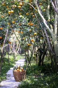 Organic Oranges