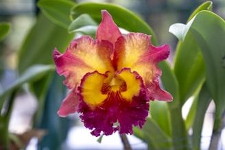 A vibrant orchid bloom with intricate petals blending shades of red, pink, and yellow. The flower is set against a backdrop of lush green leaves, creating a striking contrast.