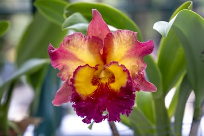 A vibrant orchid bloom with intricate petals blending shades of red, pink, and yellow. The flower is set against a backdrop of lush green leaves, creating a striking contrast.