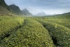 a large field of green plants with mountains in the background