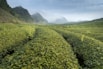 a large field of green plants with mountains in the background