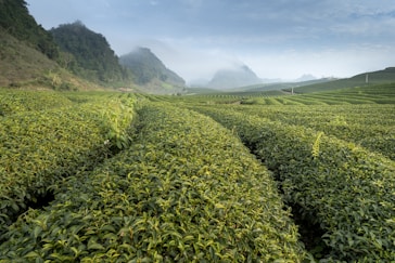 a large field of green plants with mountains in the background
