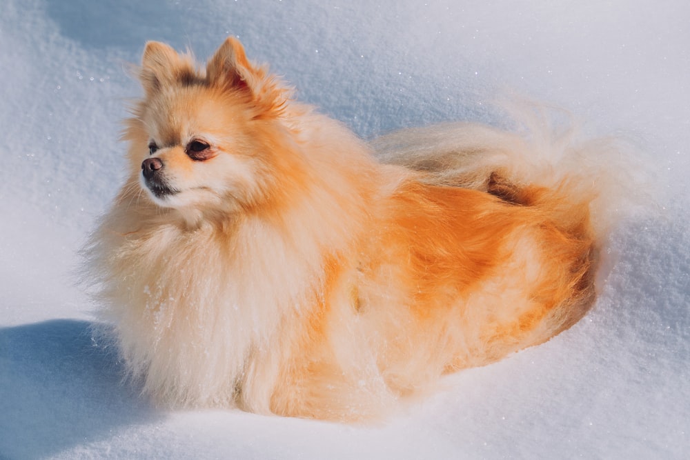a small brown dog laying in the snow