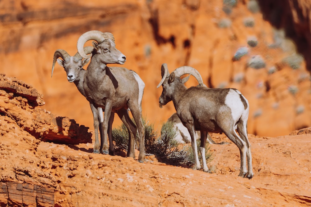 a couple of rams standing on top of a dirt hill