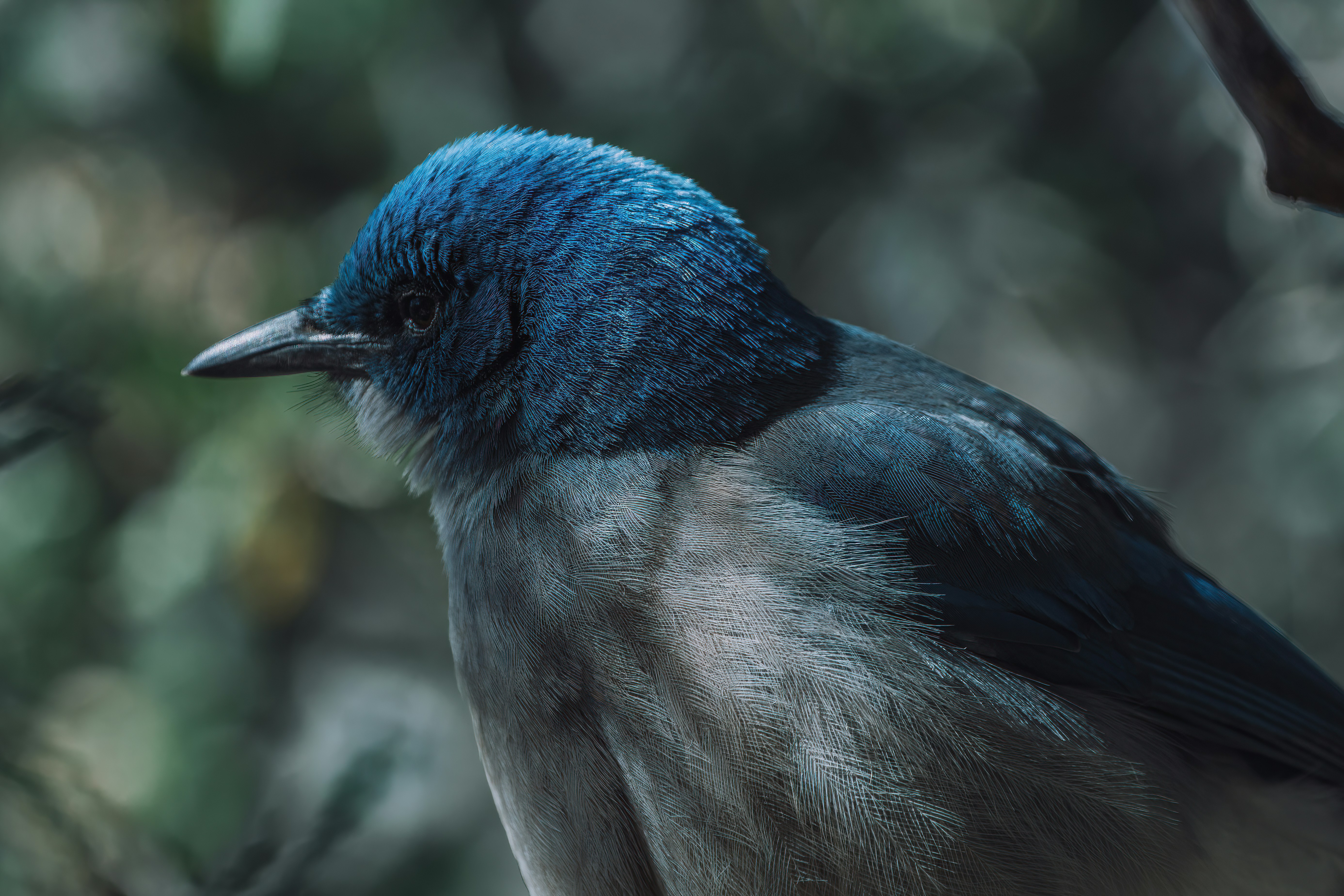 a blue and gray bird sitting on a tree branch