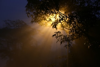 Morning light casting warm shadows across densely planted natural trails.