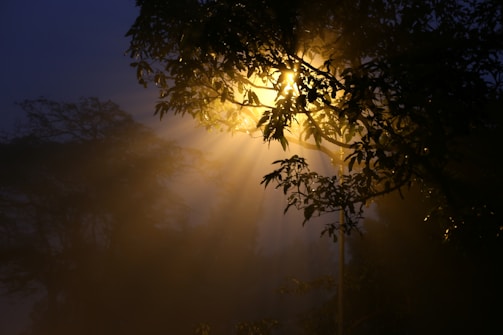Morning light casting warm shadows across densely planted natural trails.