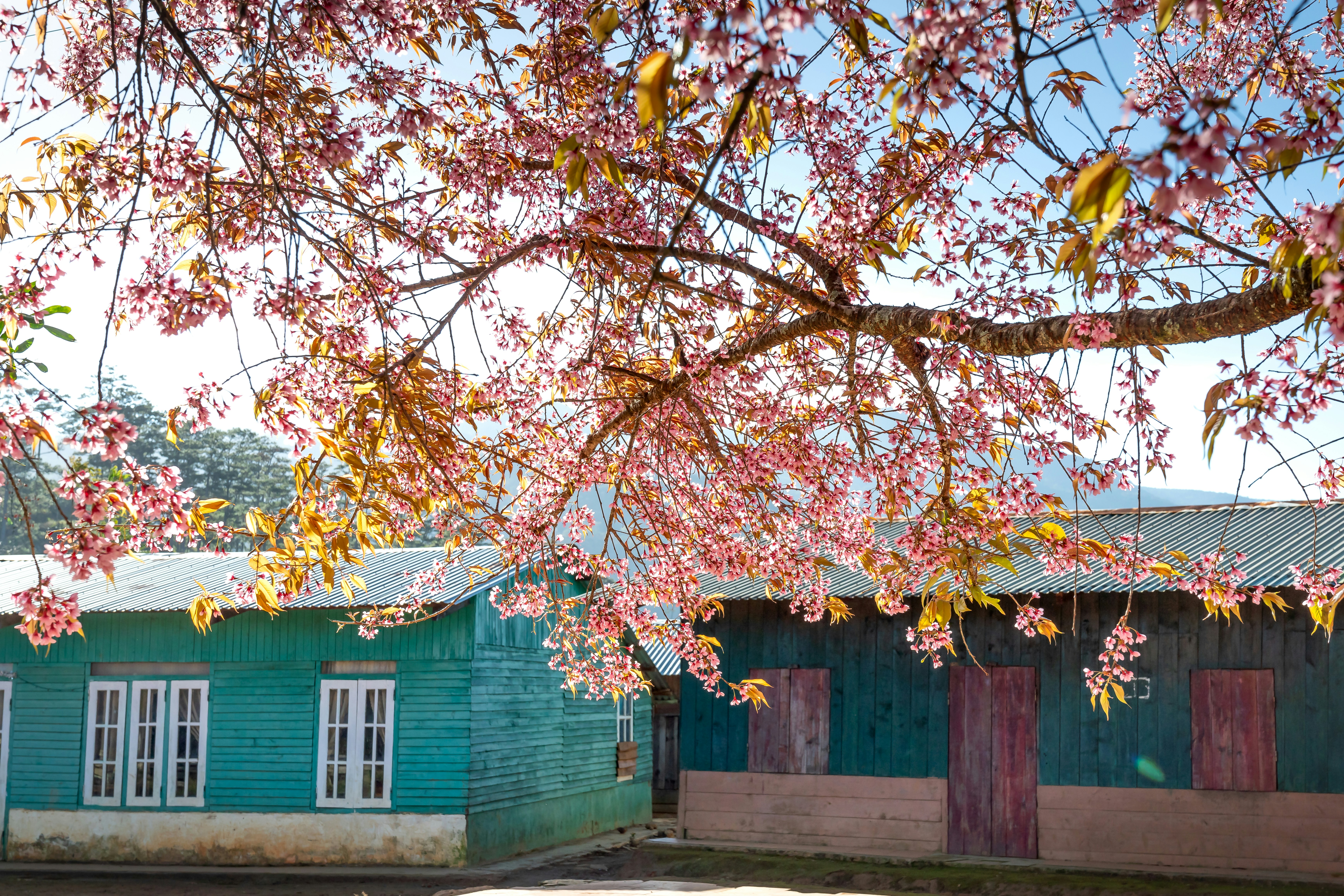 Photo by quangpraha