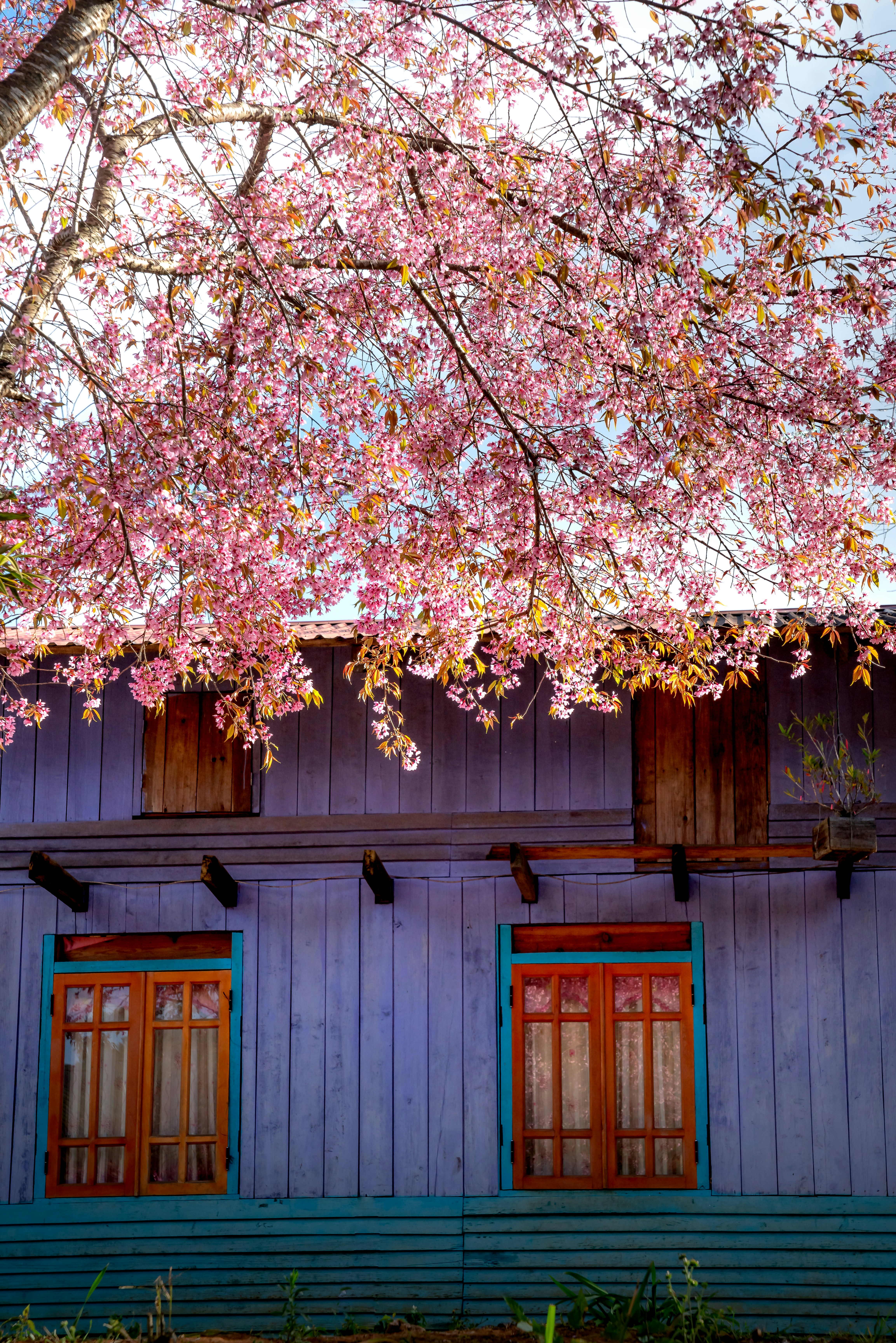 Photo by quangpraha