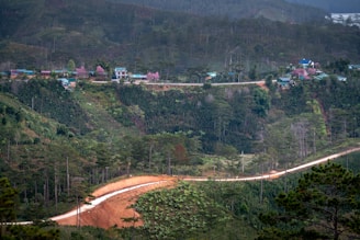 a dirt road in the middle of a forested area