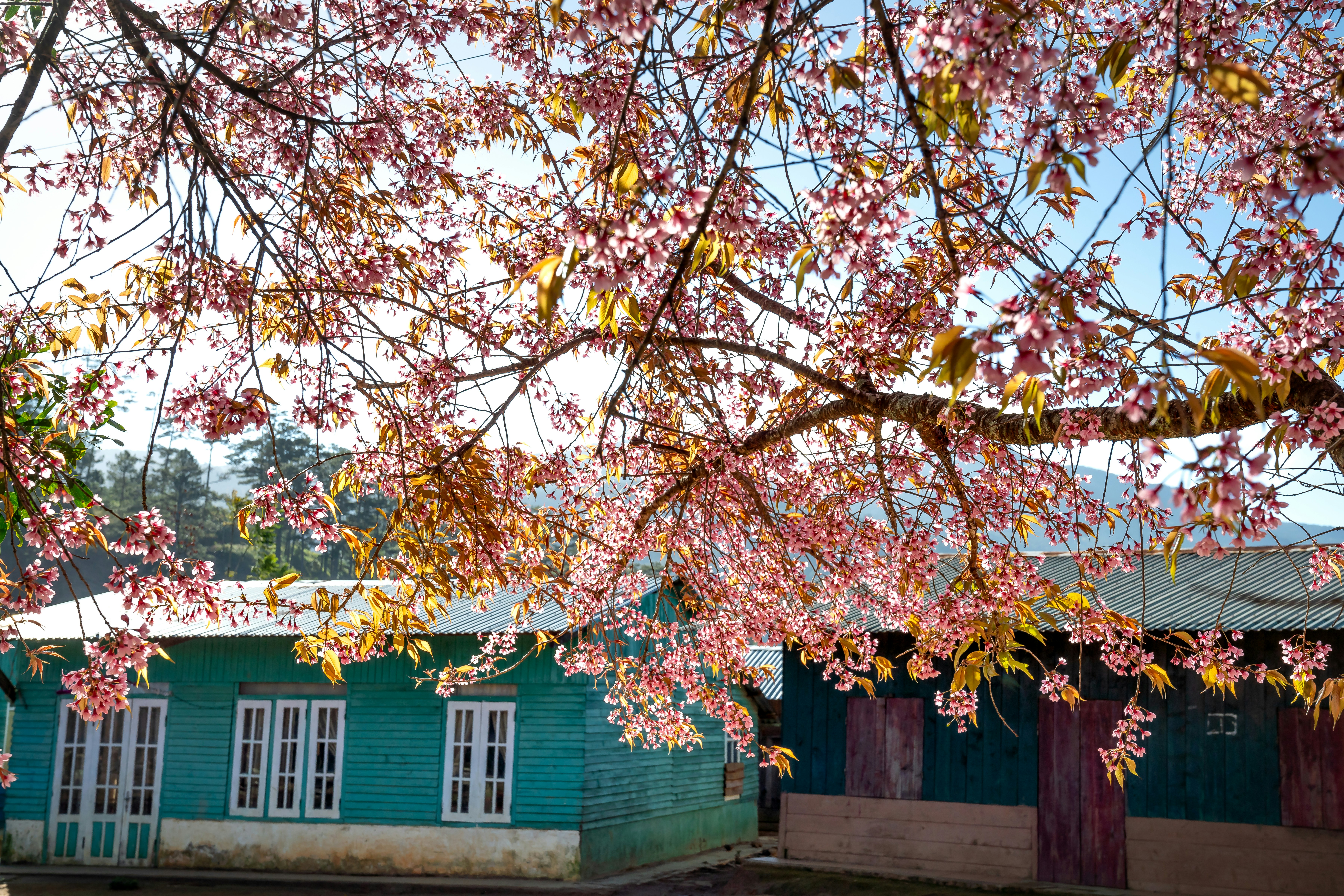 Photo by quangpraha