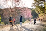 Group of young travelers enjoying cherry blossoms in Japan, smiling and relaxed