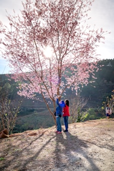 A couple stands underneath a cherry blossom tree with sunlight filtering through its pink flowers. The scene is set in a natural landscape with hills in the background and other people visible in the distance. The ground is covered with a mix of grass and dirt.