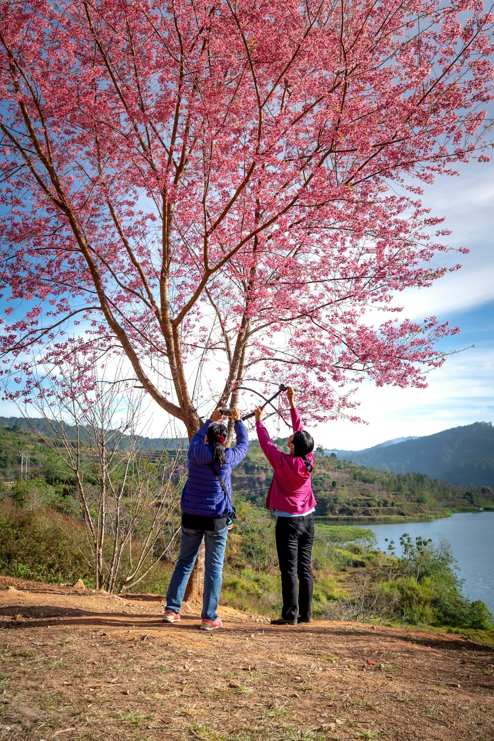 a couple of women standing under a pink tree