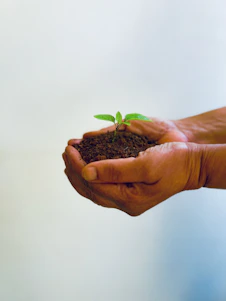 a person holding a small plant in their hands