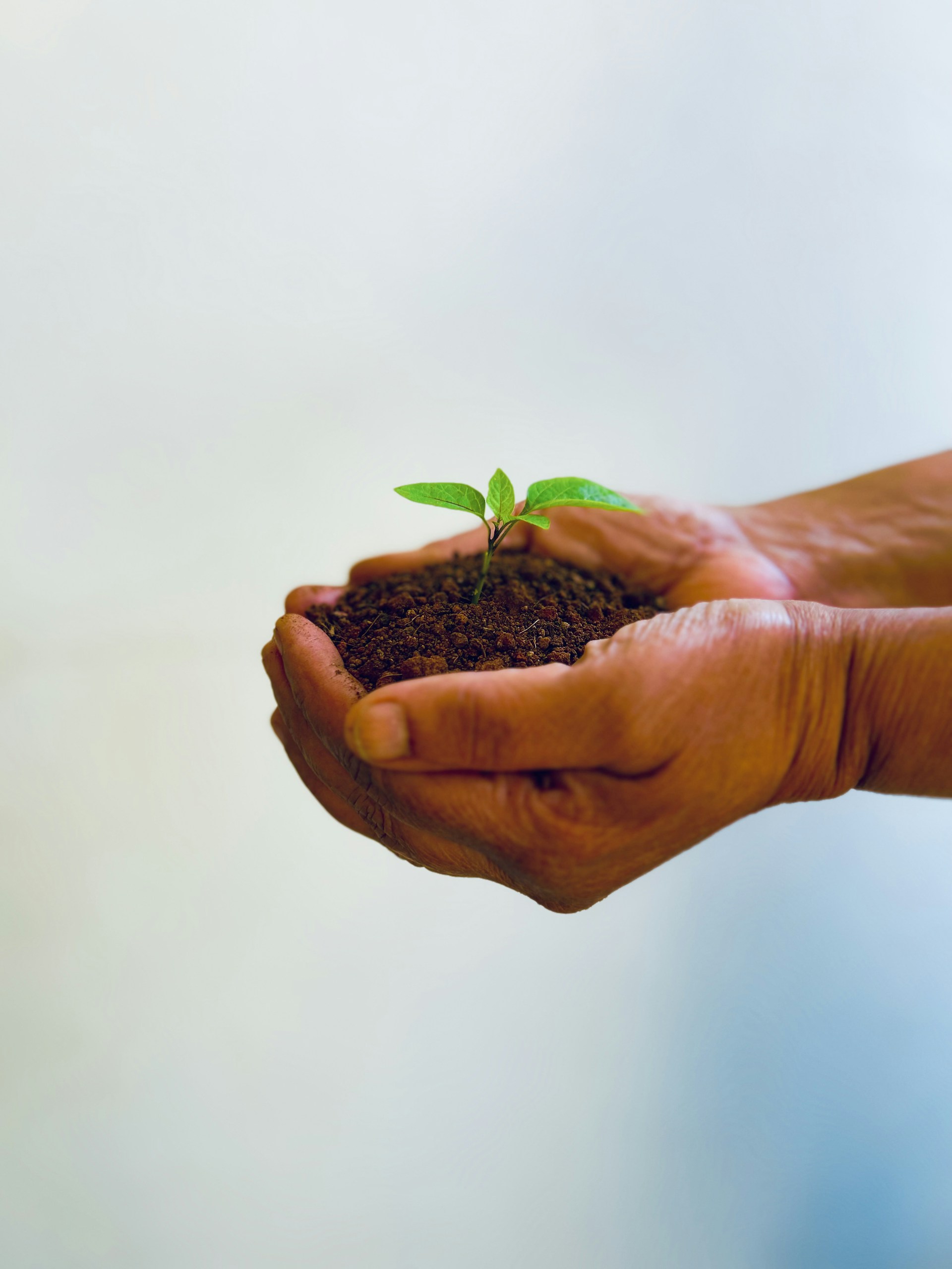 a person holding a small plant in their hands