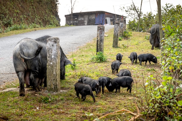 A group of black pigs, including several piglets, are grazing on grass near a rural road. The setting is outdoors with a backdrop of greenery and a small building in the distance.