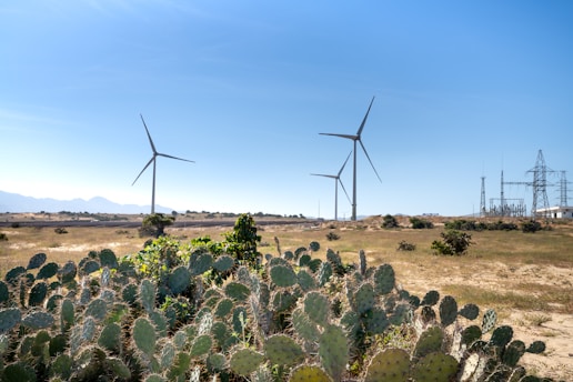 A landscape featuring several wind turbines in a dry, open area with some vegetation in the foreground, including numerous cacti. An electrical power grid facility is visible on the right side. The sky is clear and blue, suggesting a bright sunny day, and mountains can be faintly seen in the background.