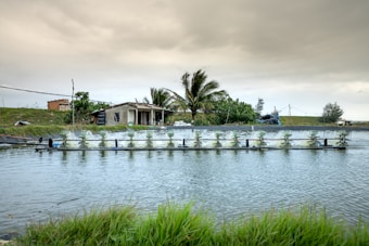 A body of water with a row of evenly spaced mechanical water aerators in operation. In the background, there is a small, rustic house surrounded by trees, including a palm tree, and various shrubs. The sky is overcast, and there is grass in the foreground.