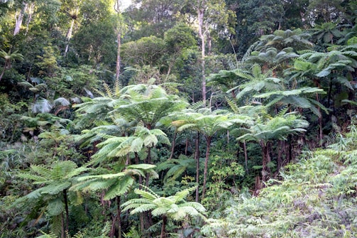 A lush green rainforest with towering trees and vibrant foliage.