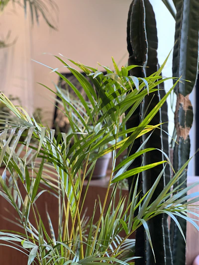 A lush indoor palm plant in a stylish golden planter glowing under soft natural light.