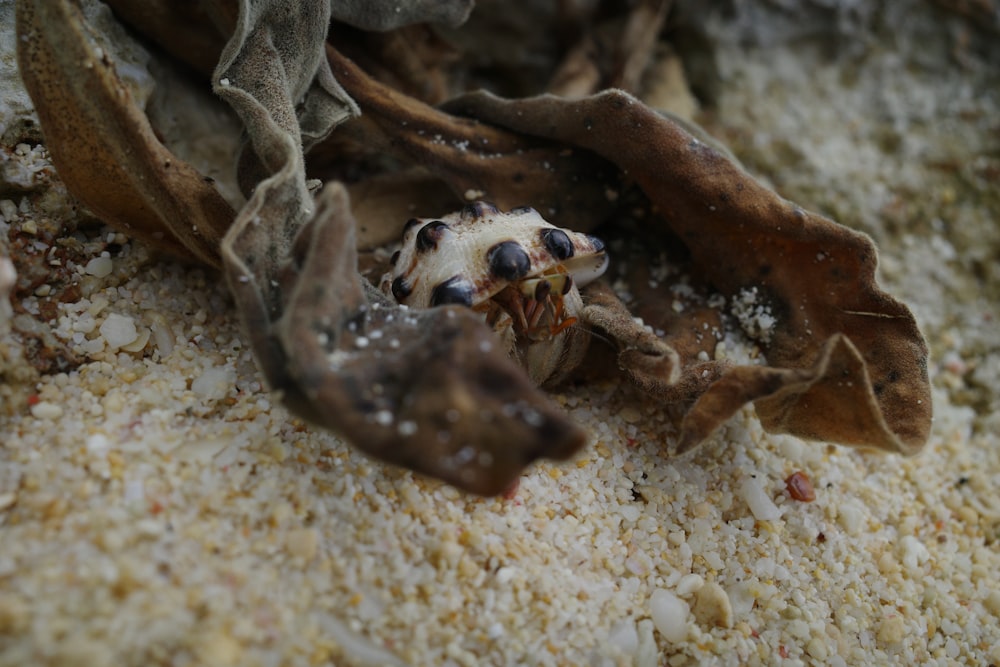 a close up of a spider on the ground