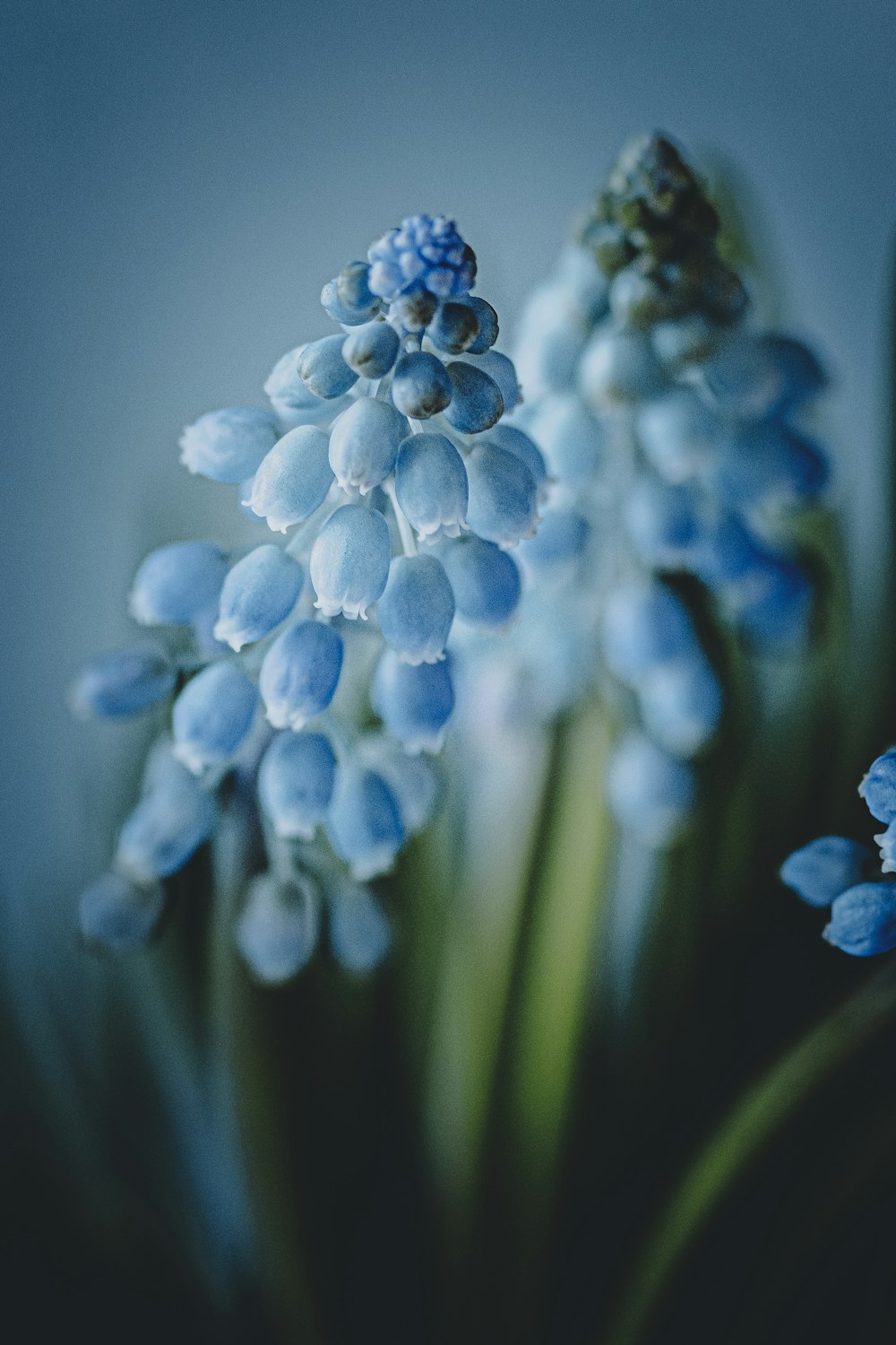 a close up of a bunch of blue flowers