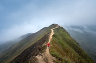 Hikers walking along a misty mountain trail surrounded by vibrant coffee plants.