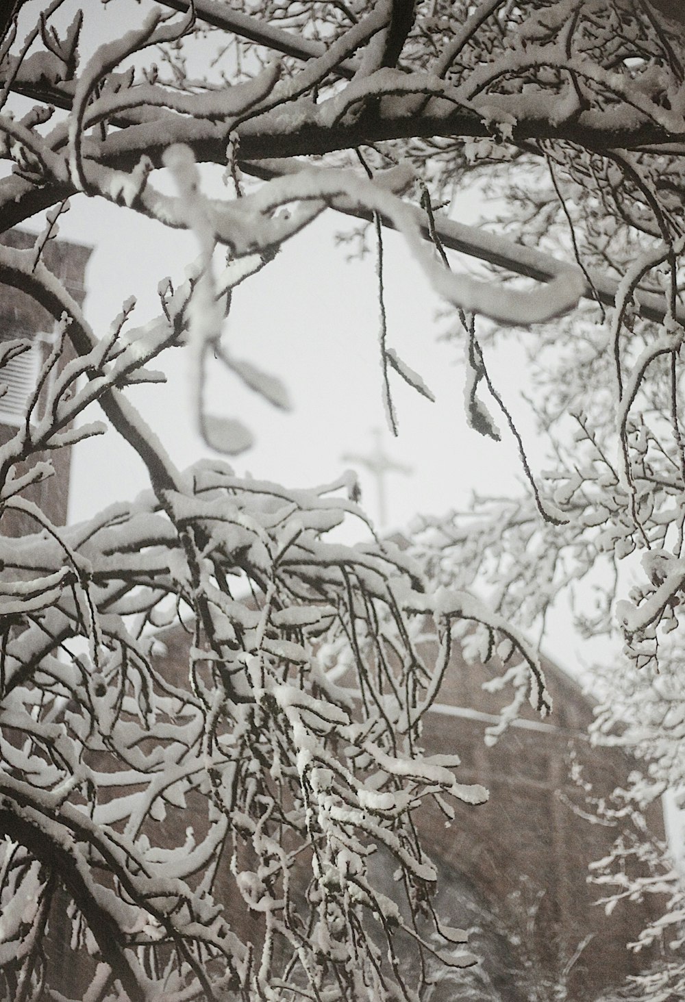 a snow covered tree branch with a building in the background
