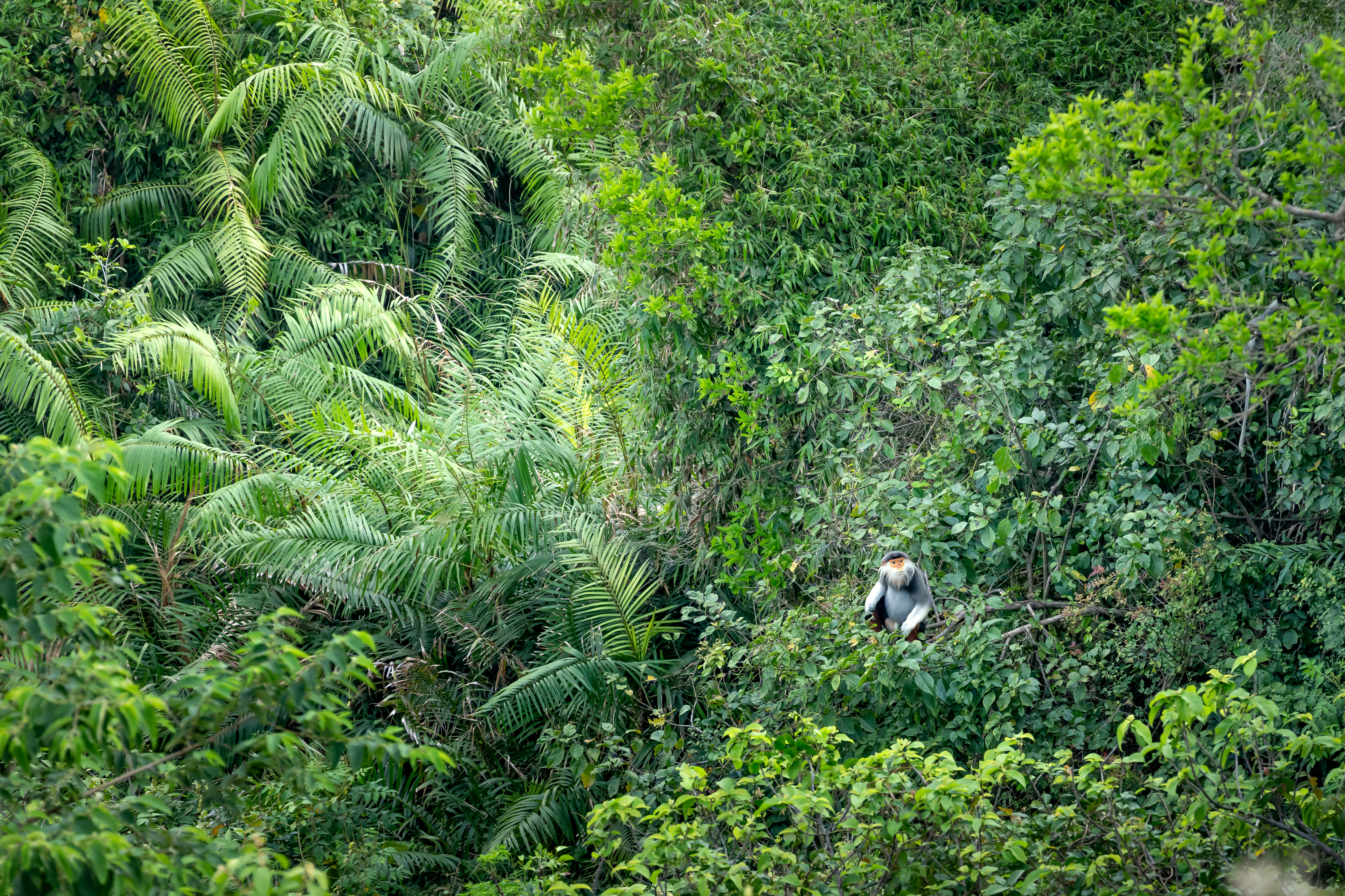 Bild eines dichten costa-ricanischen Regenwaldes mit einem Führer, der Touristen durch eine nachhaltige Tour führt