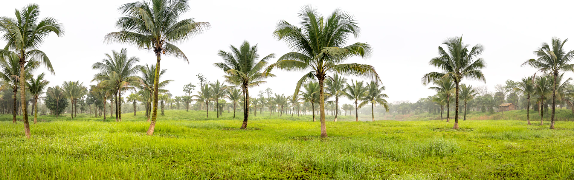 a field with palm trees and green grass