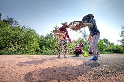 Several people wearing traditional hats are using woven baskets to sift grains or seeds under clear skies. They are working on a rural road surrounded by lush green trees, with sunlight casting long shadows on the ground.