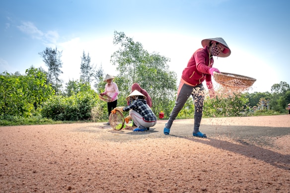 Four people are engaged in traditional farming activities outdoors. They are wearing conical hats and are spread across a sandy surface with rice or grain scattered around. A woman in the foreground is sifting grain using a flat basket. Lush green trees and a clear blue sky form the background.