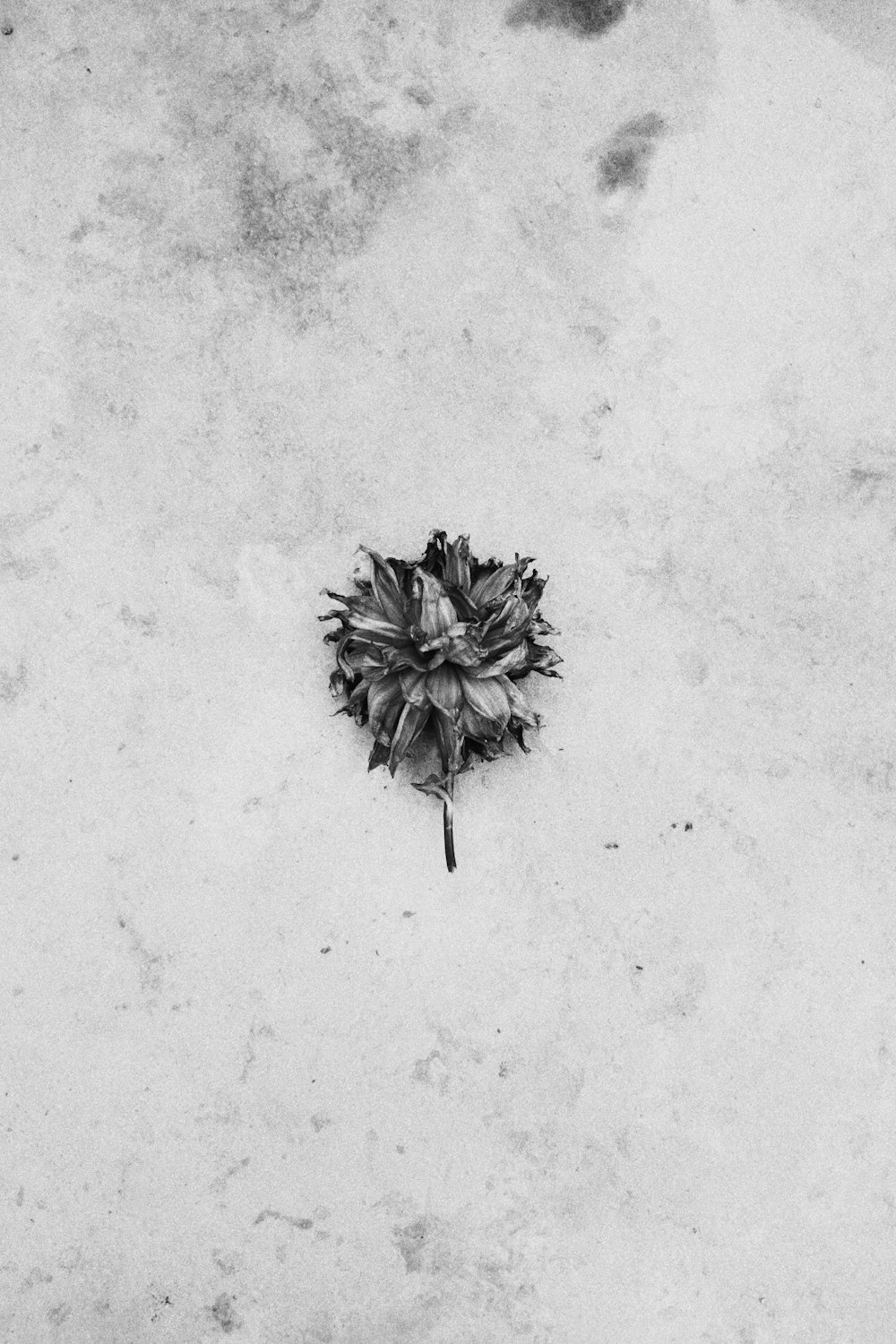 a single flower laying on the ground in the snow
